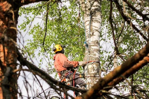 Shelton Tree Service Solutions for Healthy Trees Year Round